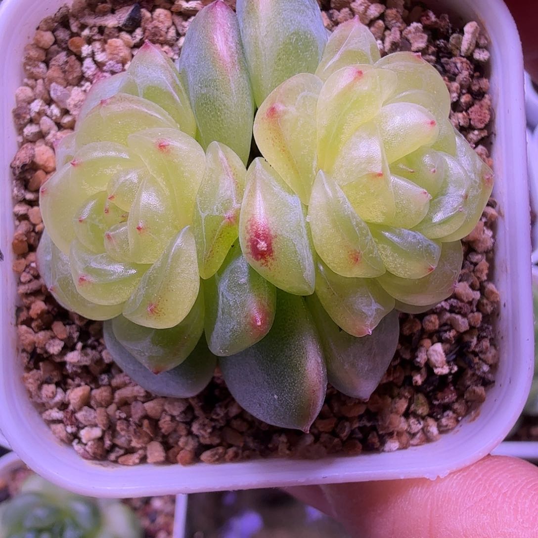 极光甜心一物一拍