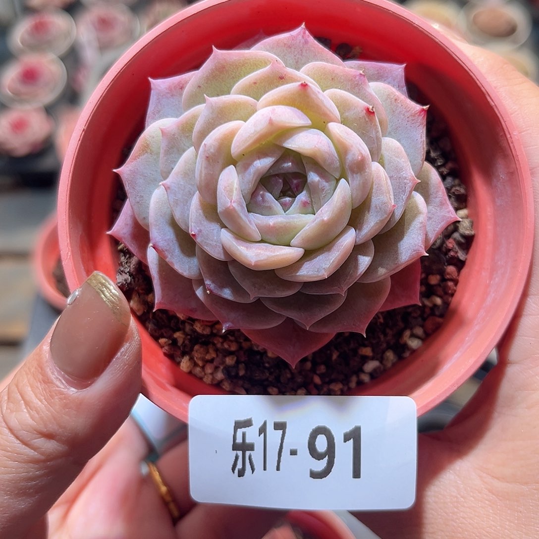 乐17-91 纯爱单头