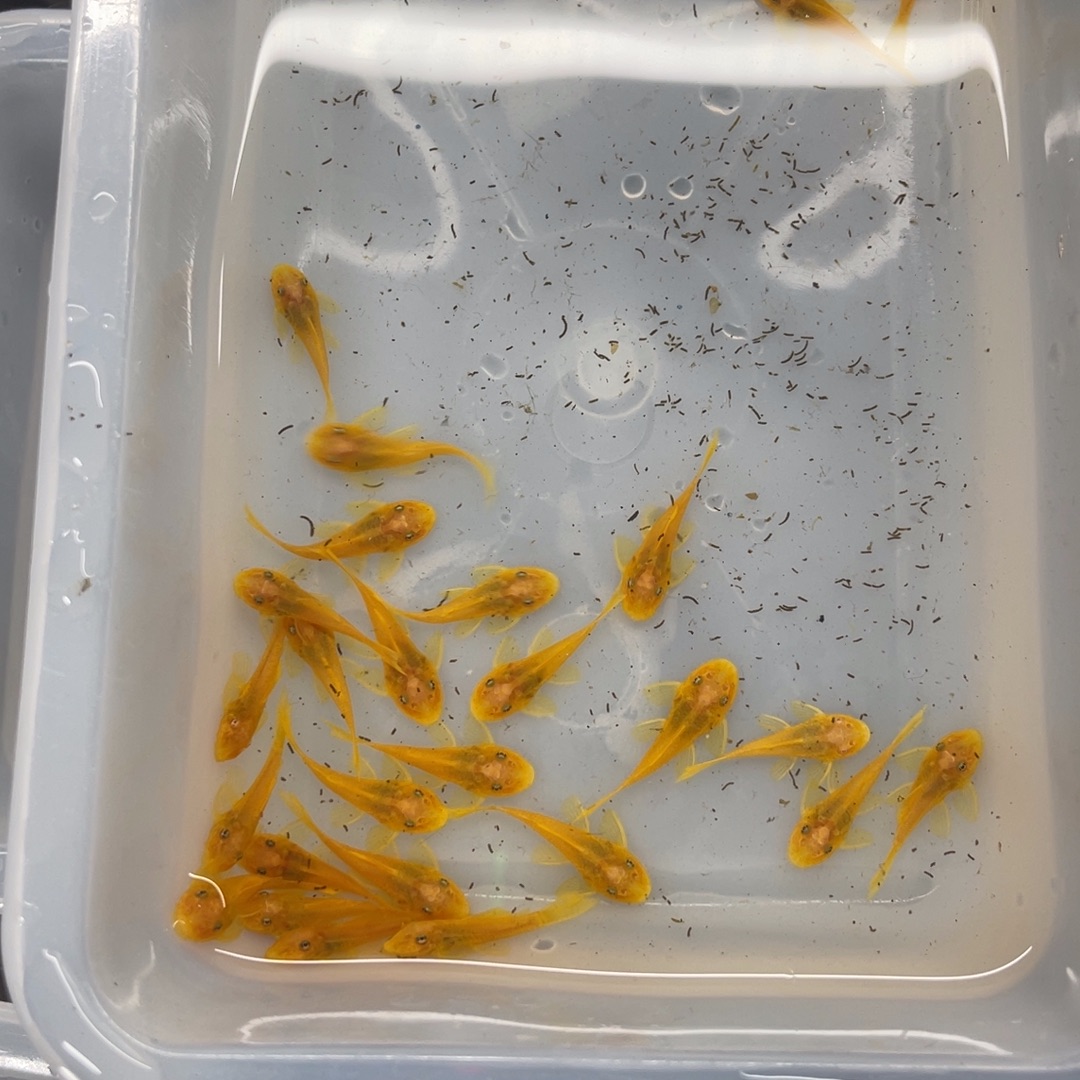 清道夫鱼小胡子30条开箱视频报损