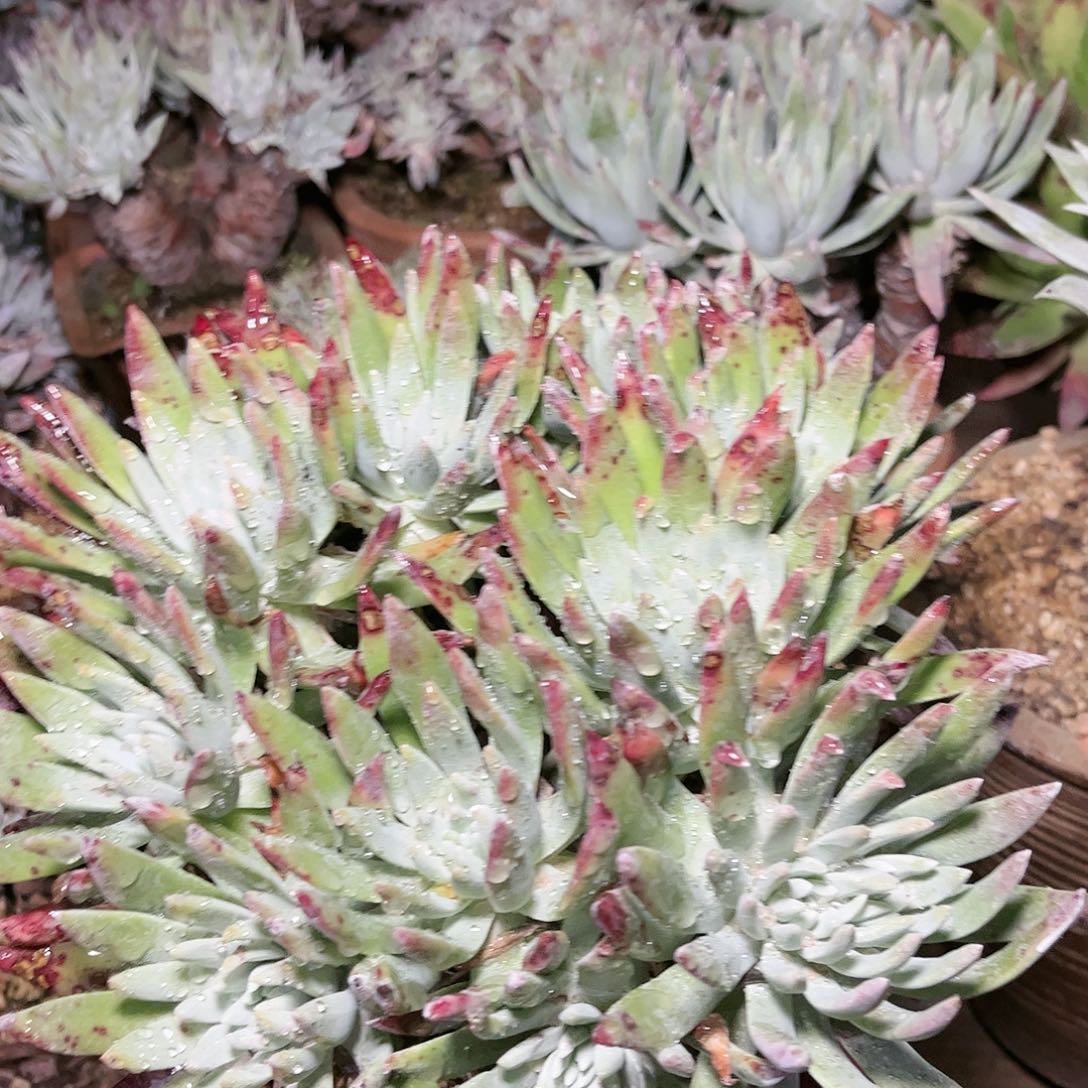 9229雪花仙女杯多肉