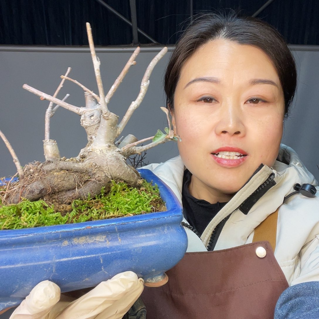 野***理无花朵海棠111111