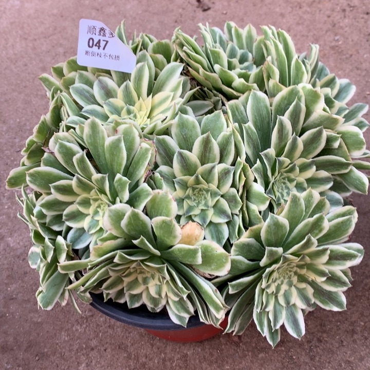 047碧浪多肉植物