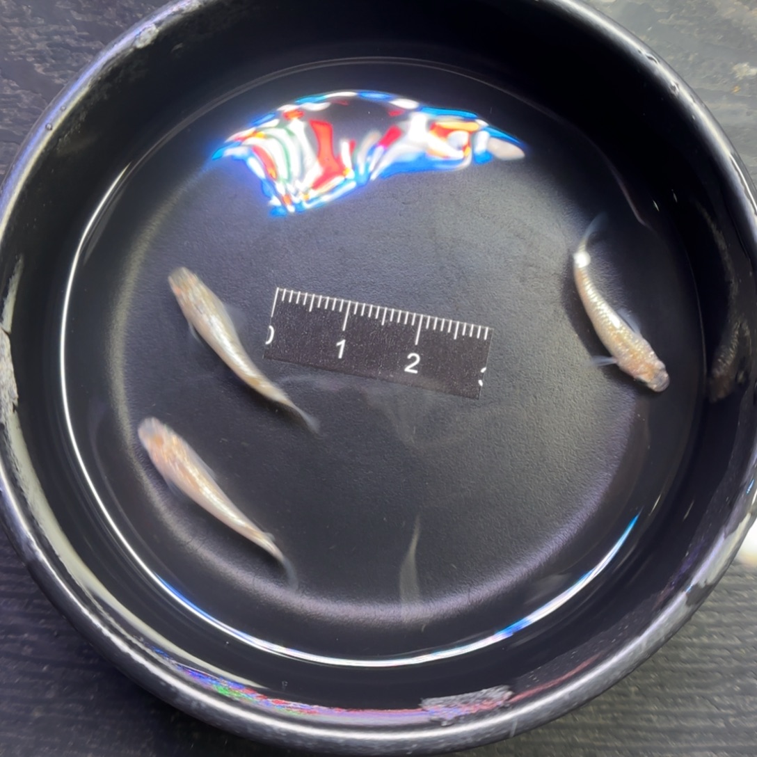 青鳉鱼观背青鳉鱼直播间35