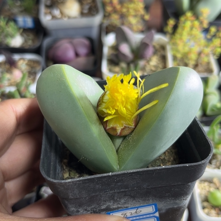 826 大金铃玉多肉