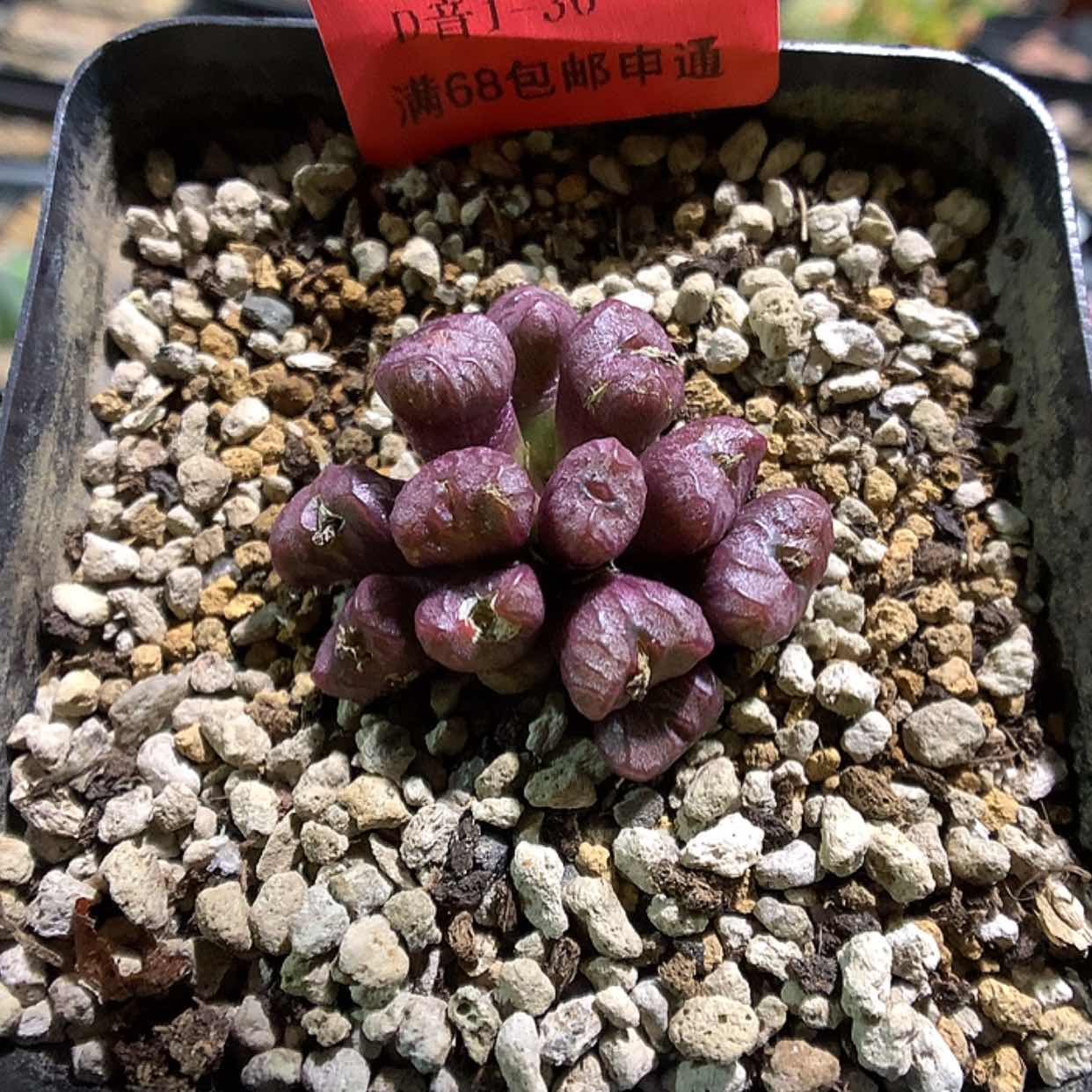 【闪购商品】1-30-15 杂多肉一群特 20