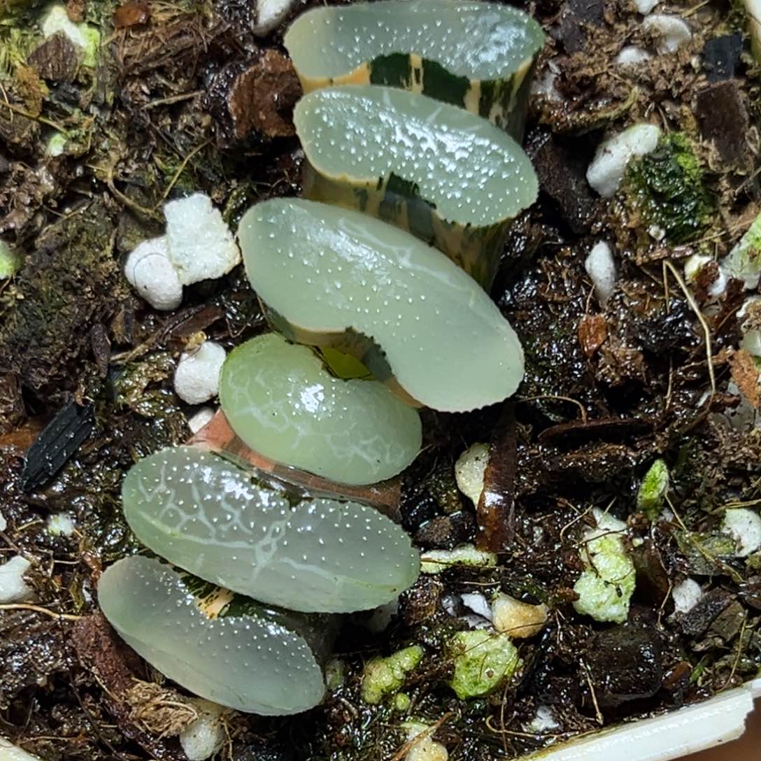 恭喜发财大吉大利768终极蓝