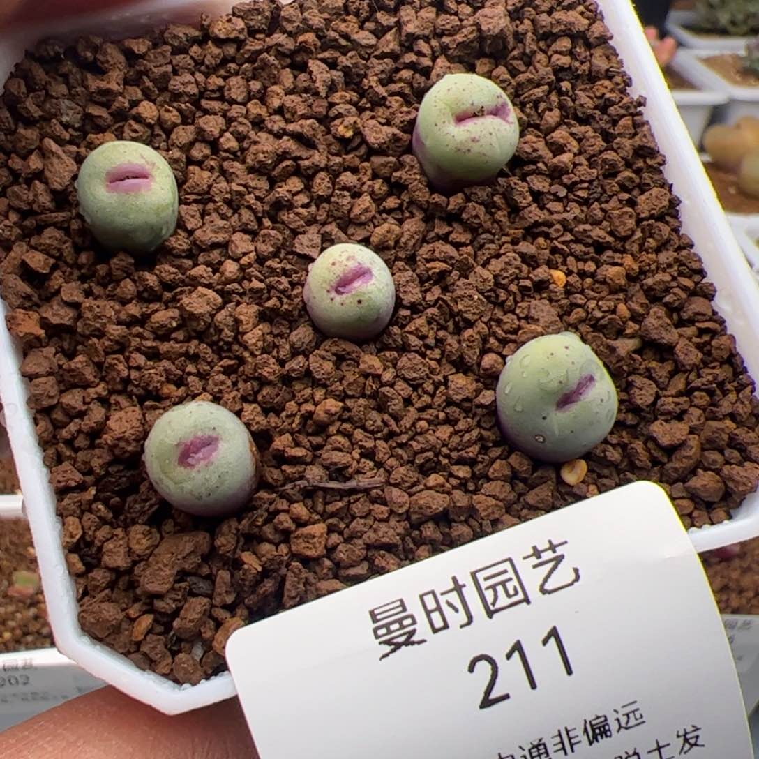 3.5福利红嘴多肉植物211