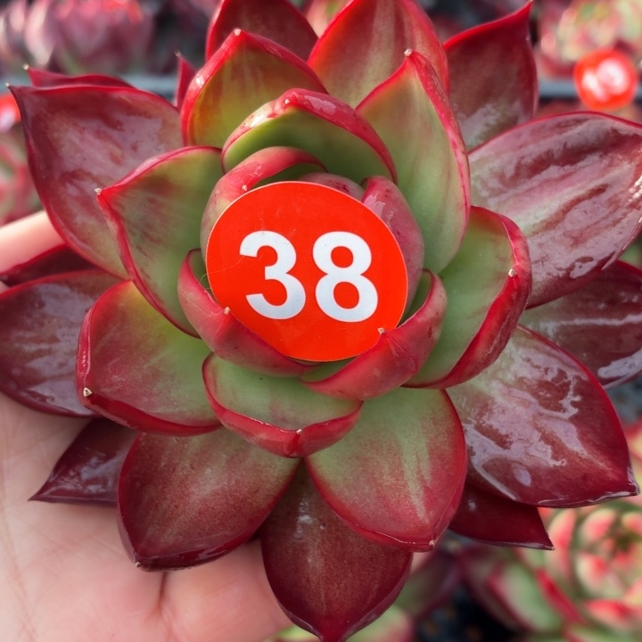 多肉植物 惊鸿仙子-4