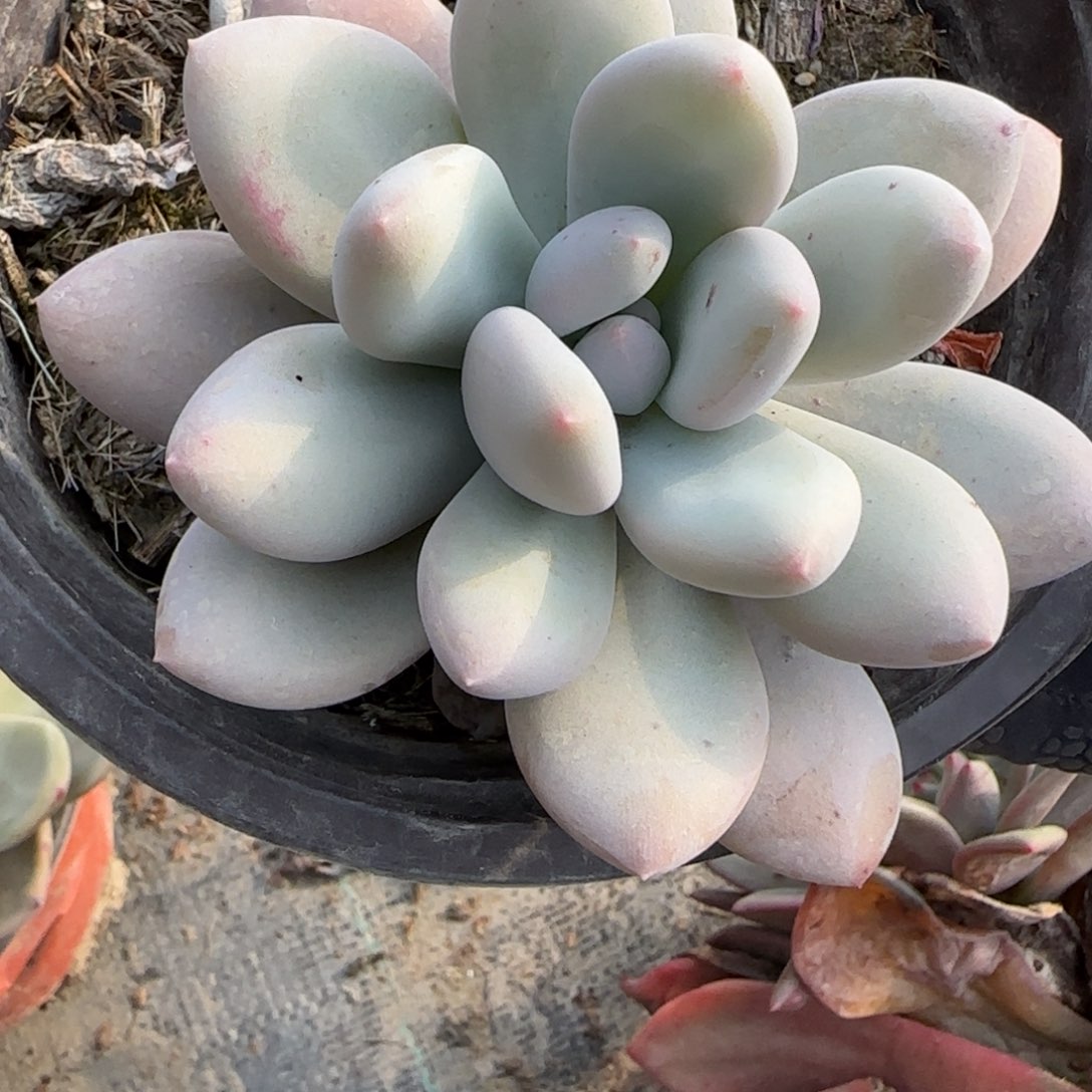 无花朵150单头香水