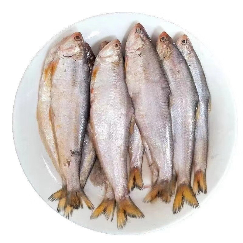 大连 油扣鱼 马口鱼 4斤速冻发货