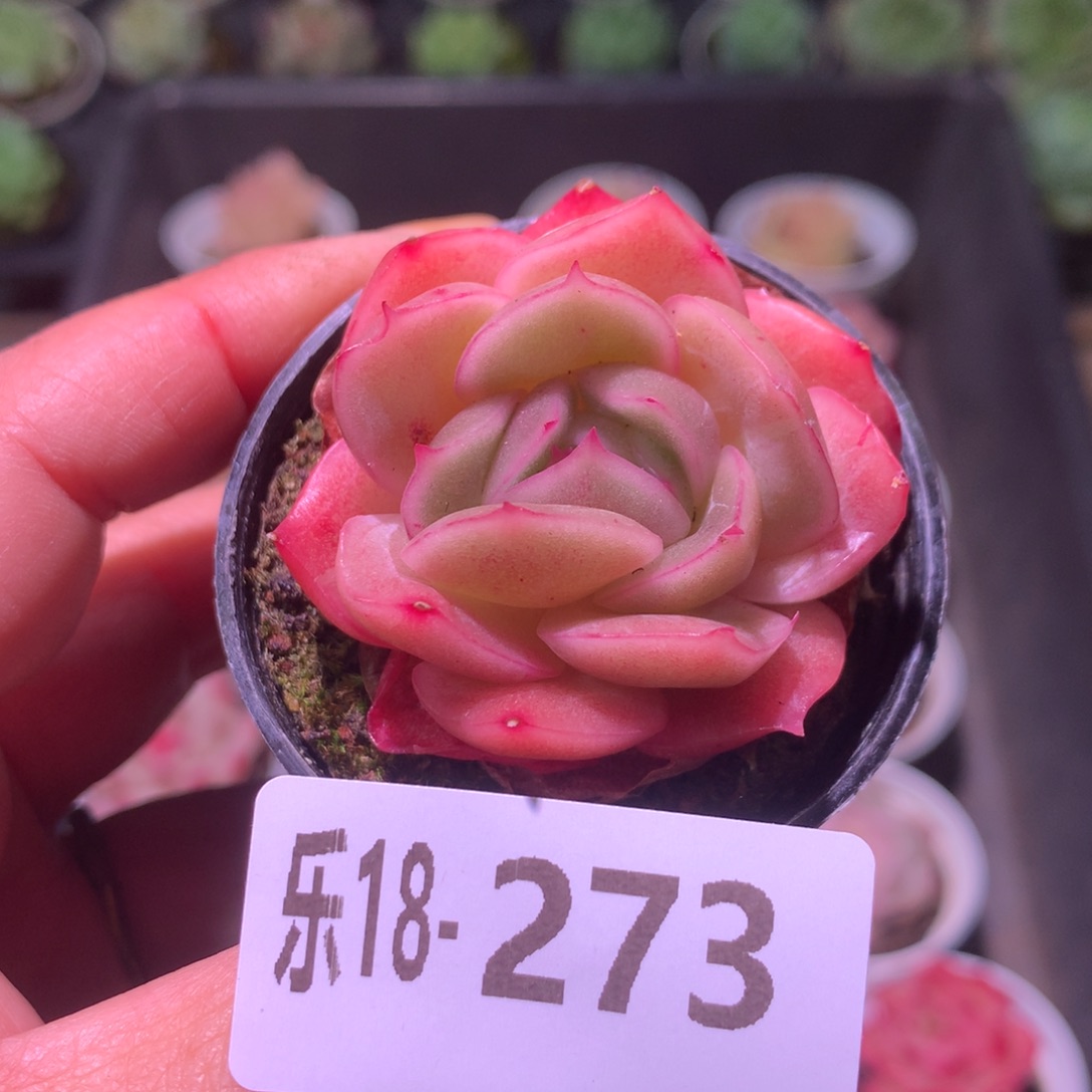 乐然18-273 新品 