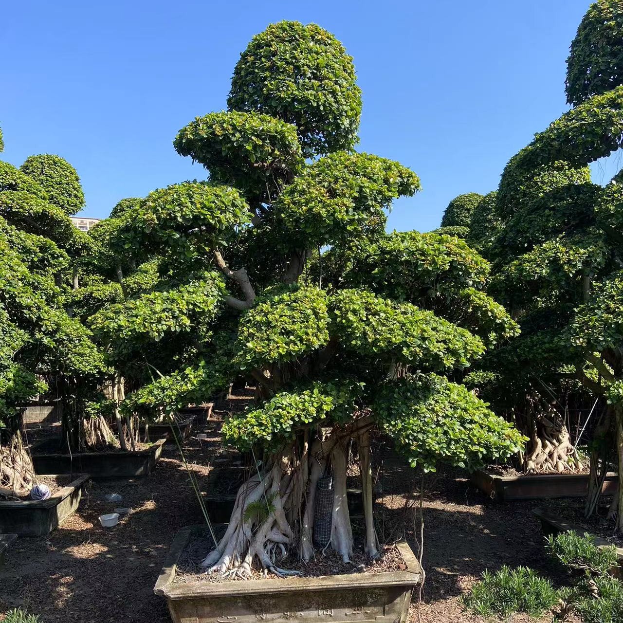 精品榕树~一物一拍（庭院高端景观绿植）