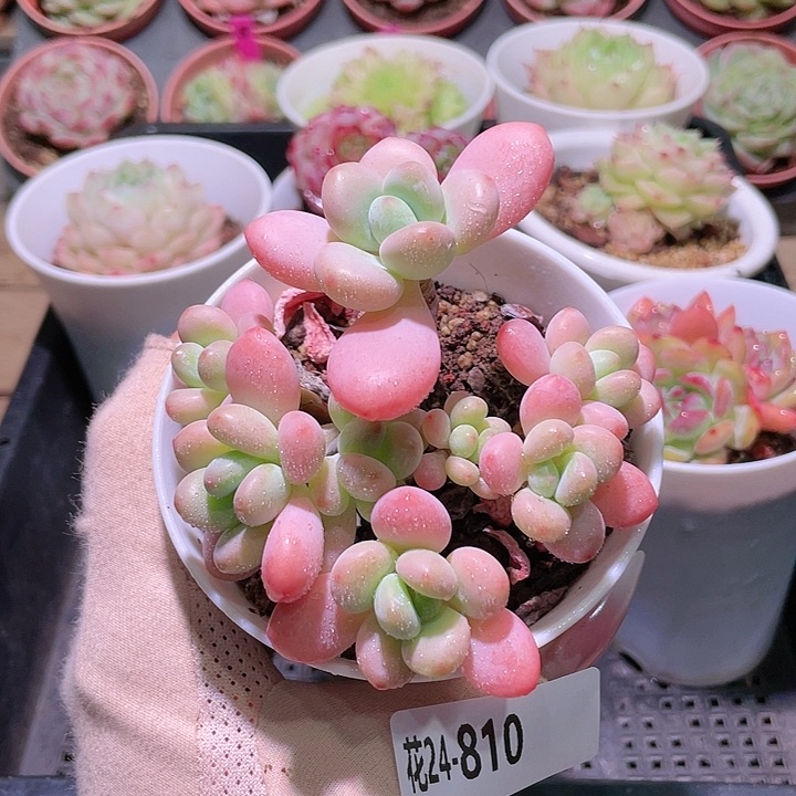 花利美24-810洛神