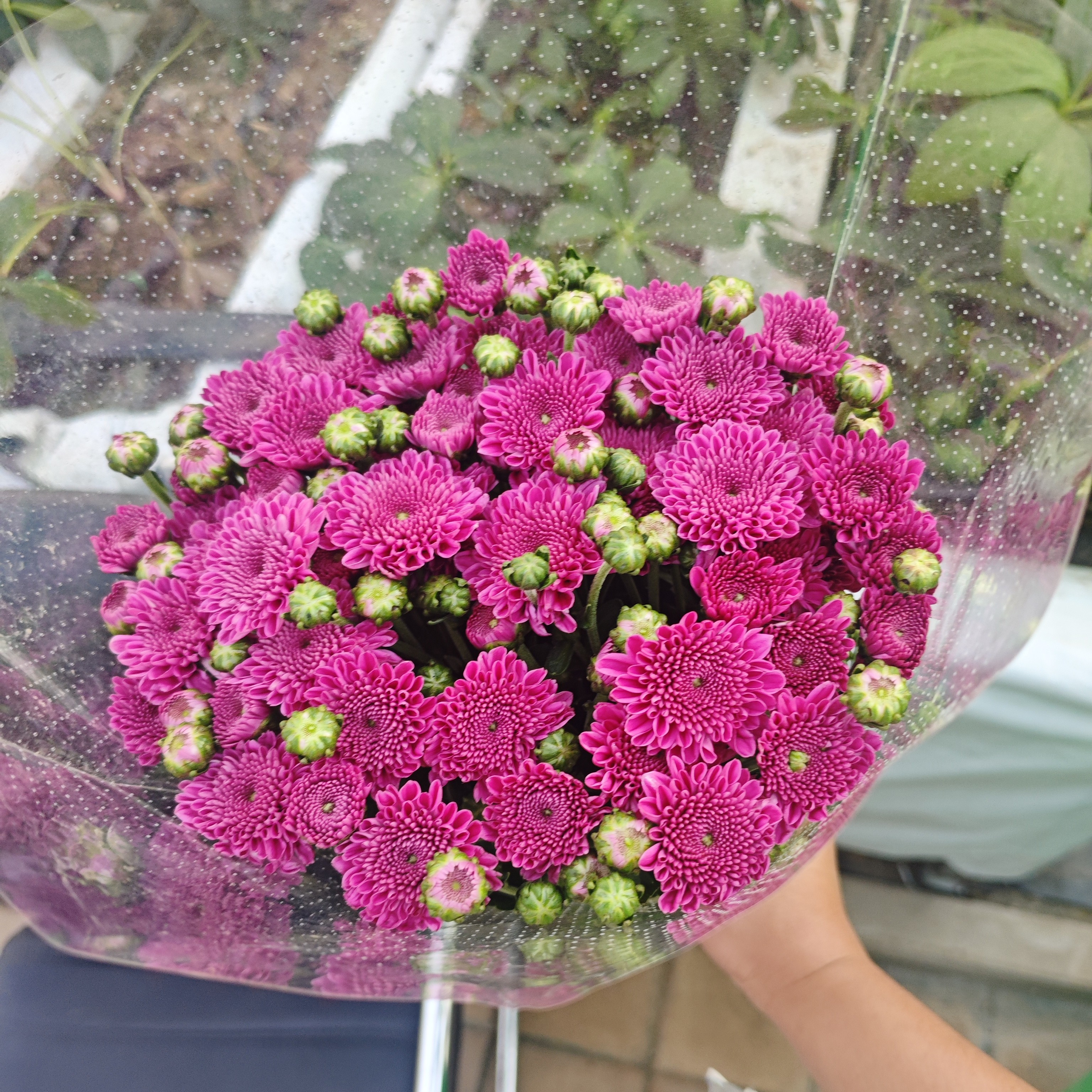 那紫小雏菊 居家办公优选 （东北基地发货）