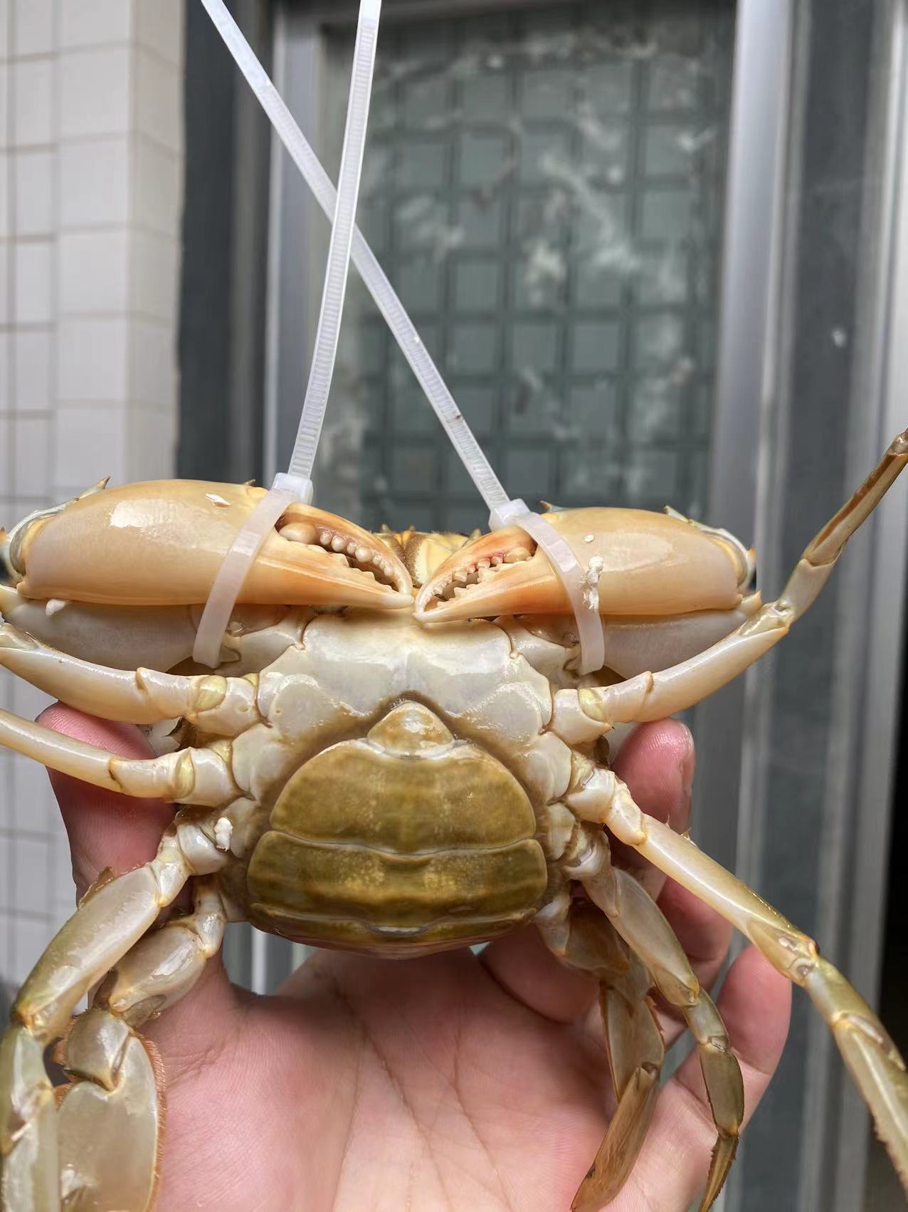 东山岛本港膏蟹4-5两规格红鲟红膏蟹青蟹母蟹海蟹