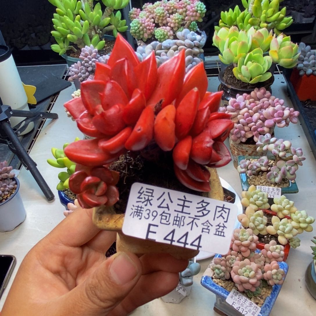 444夏洛特多肉5c m
