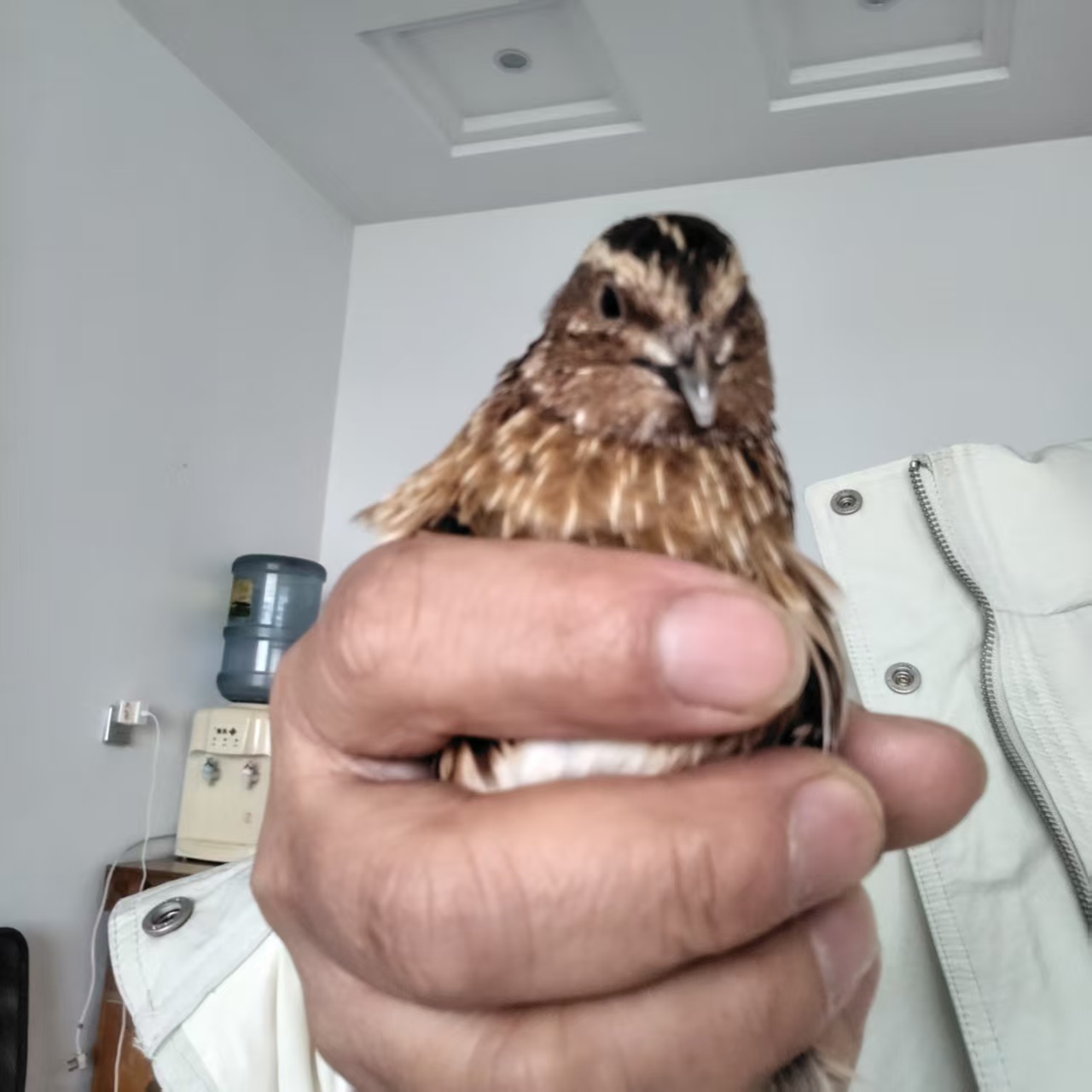 精品斗鹌鹑，变异斗鹌鹑