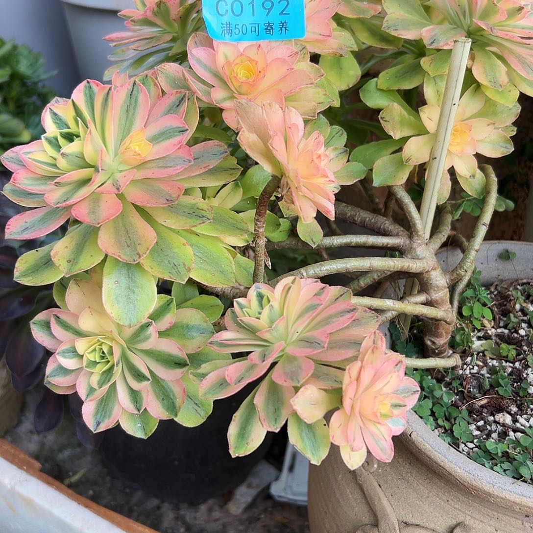 海***蓝0192多肉植物、荷花