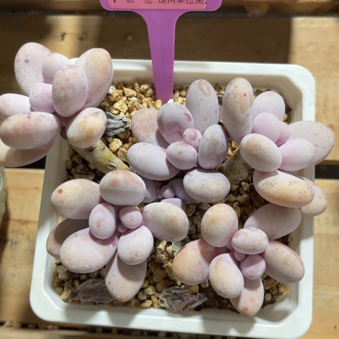 云尘多肉一物一拍1356