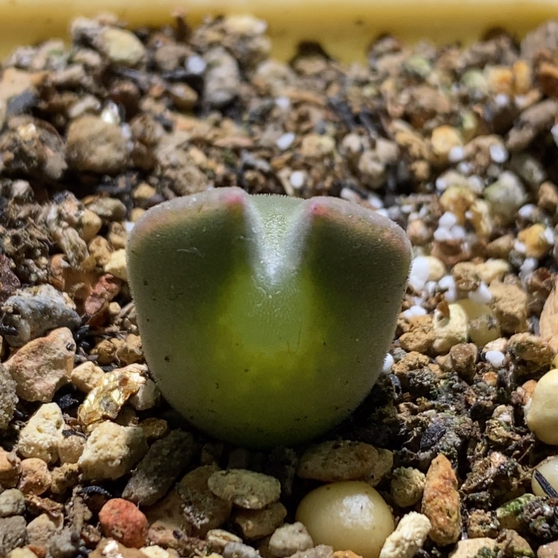 青蛙种缘大眼睛空蝉