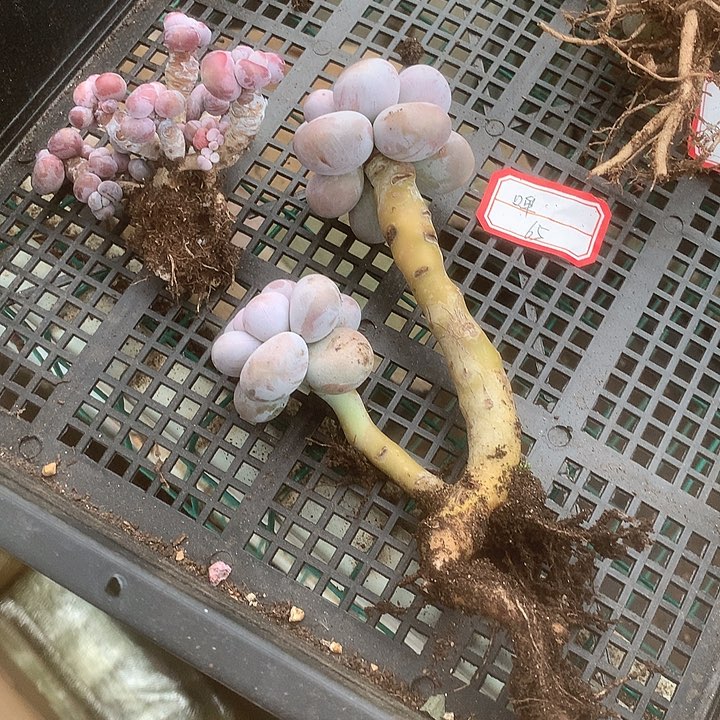 哞***～古璐璐兔哦哦哦我我