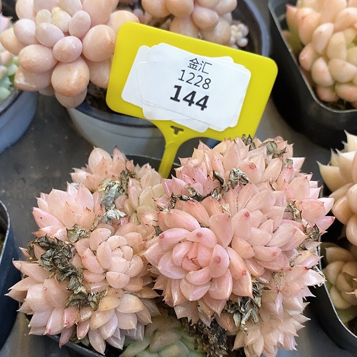 福利多多。1228144