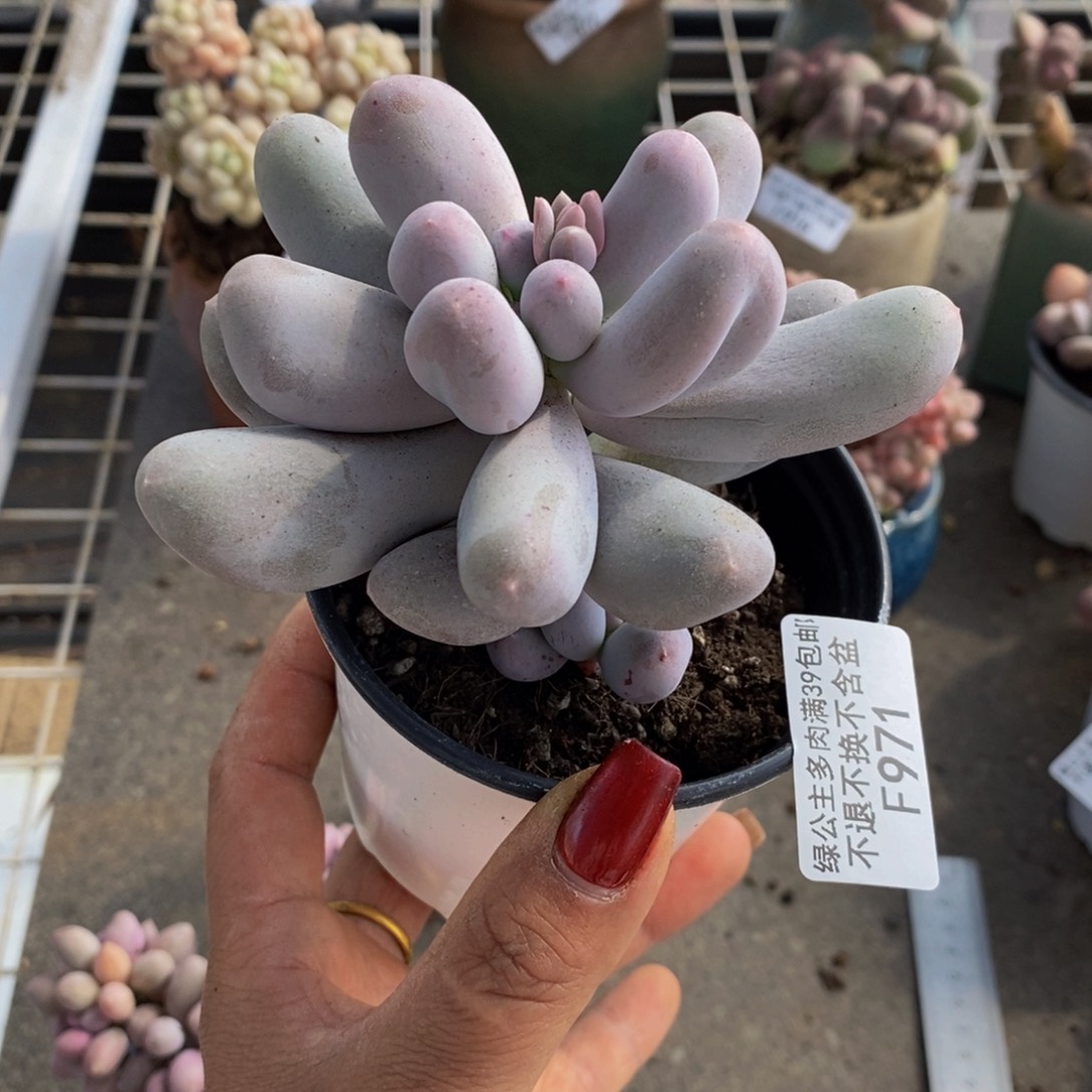 米可奶酪971/7c m