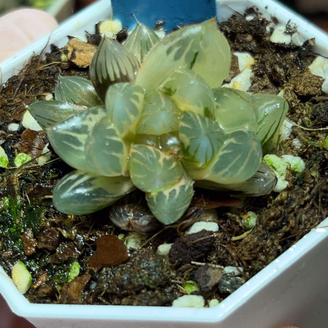 恭喜发财大吉大利0264霓虹灯