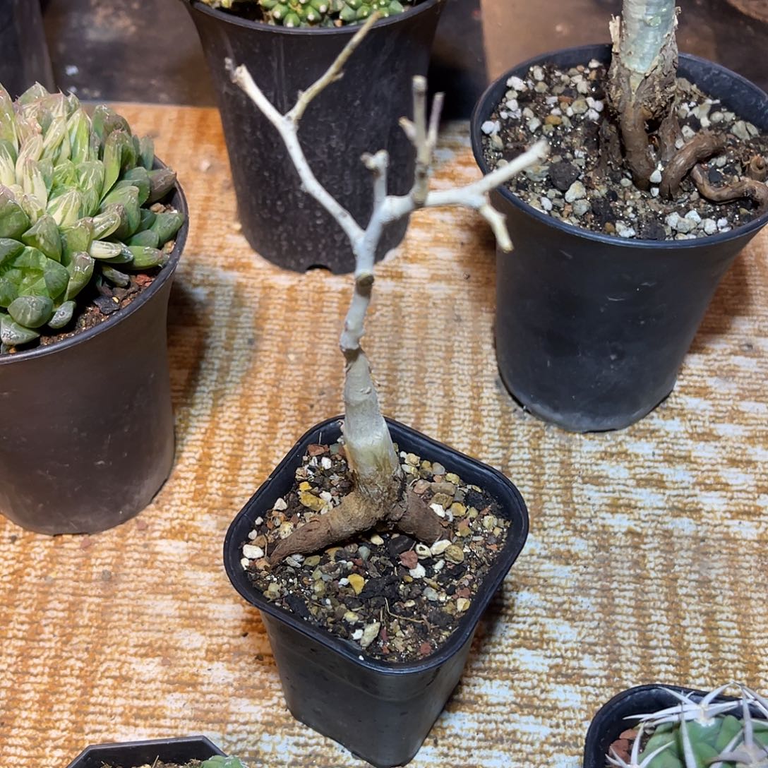 实生橡木漆树一物一拍