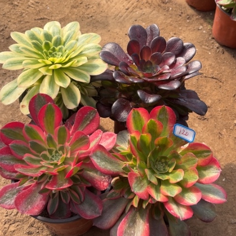 120多肉植物组合