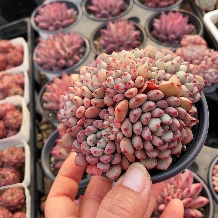 雪桃15.8888888888888