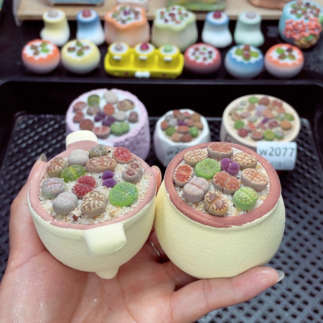 w2078 带盆土发货一物一拍