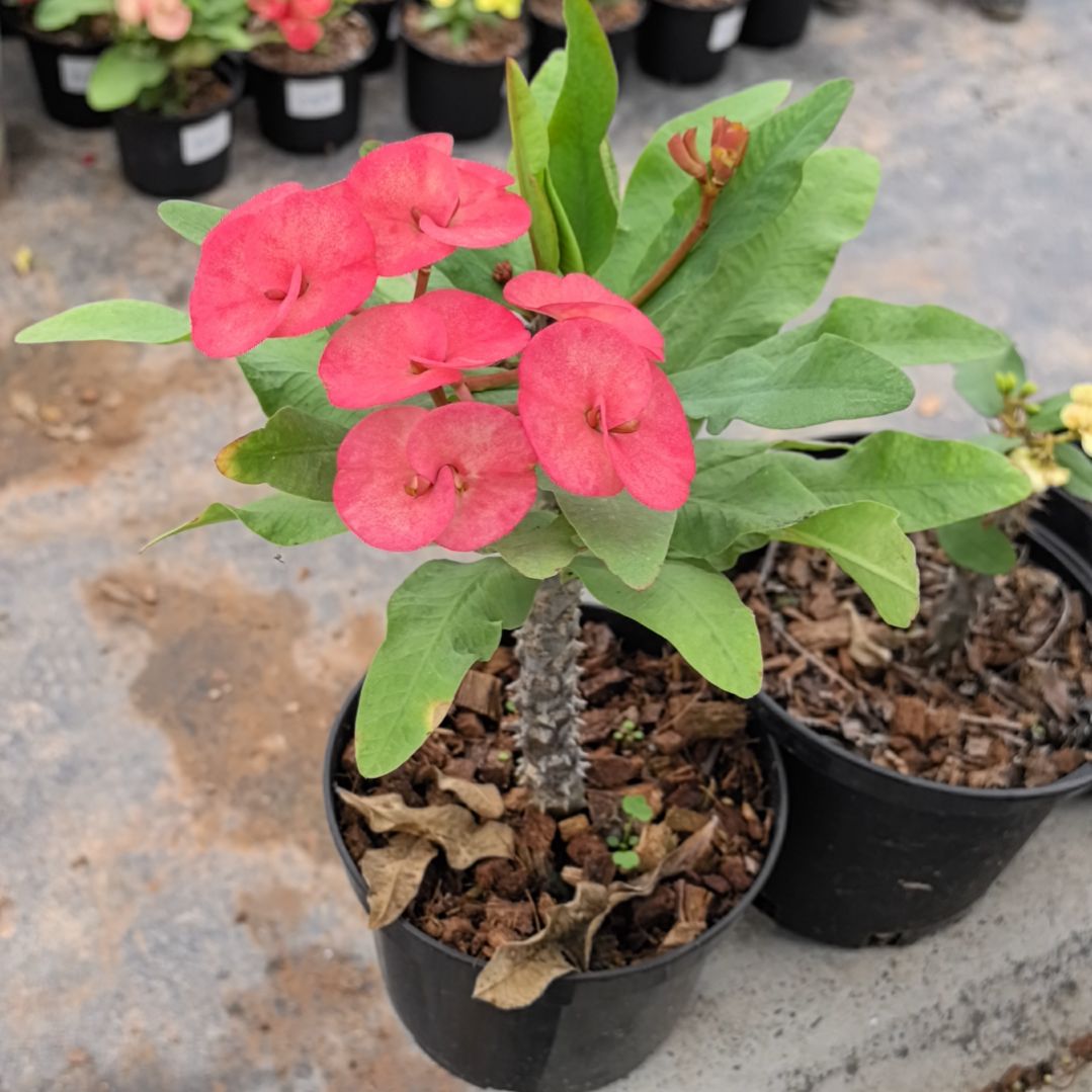 *****完全开放两个女孩直播间一物一拍