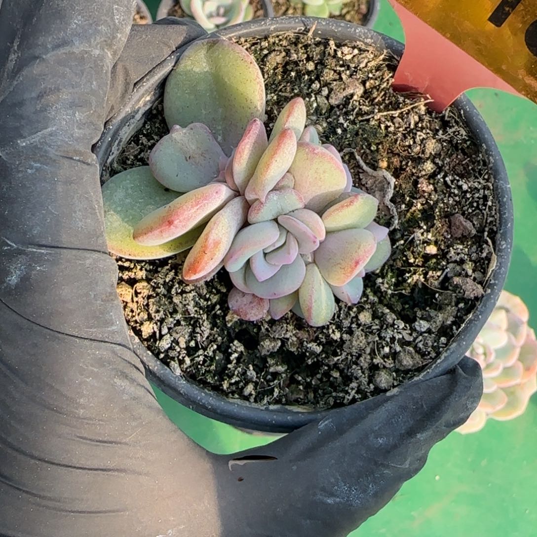 恋***菜318号奶茶一颗11111