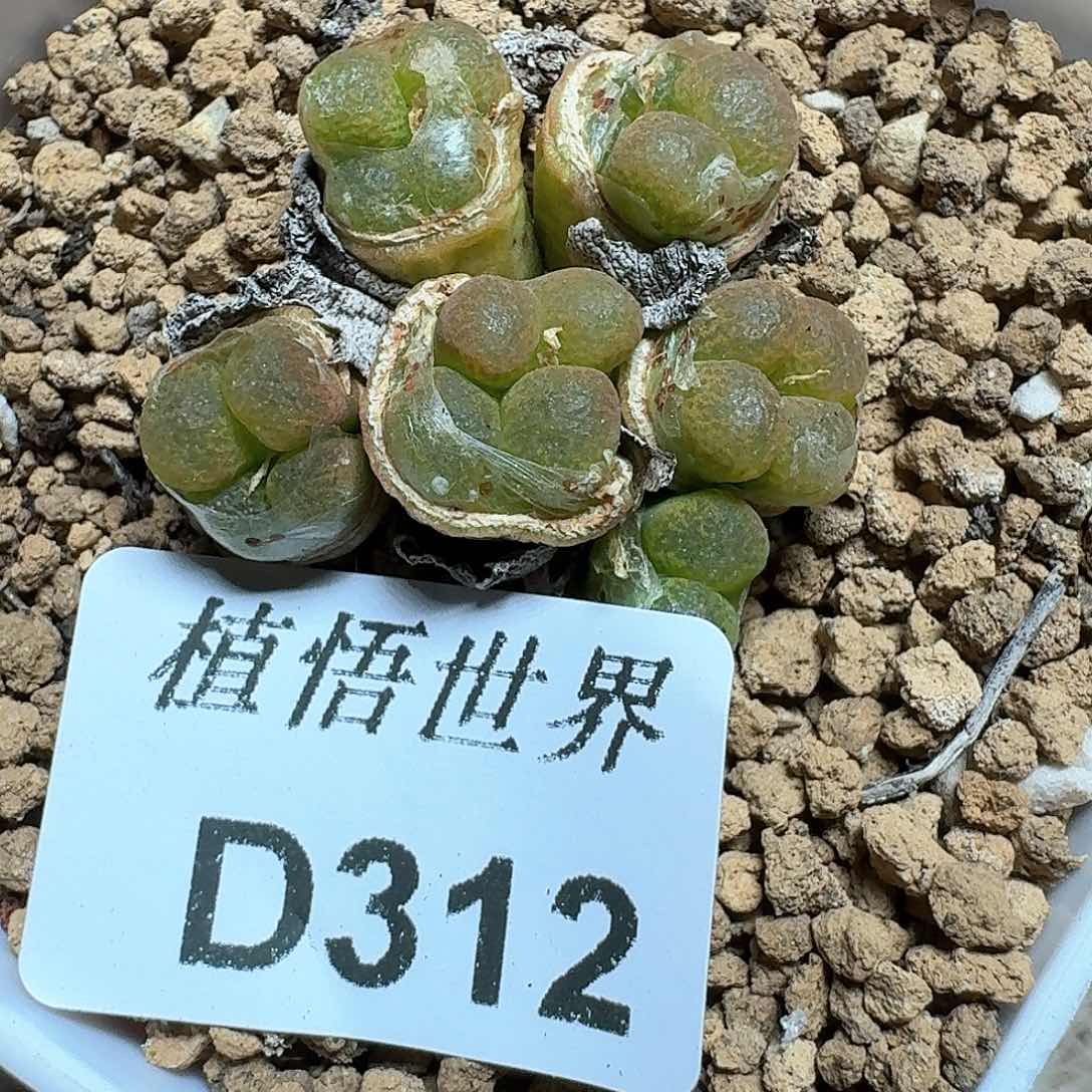 312盒多肉植物哇f g