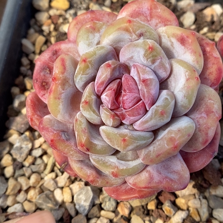 小***芙单头粗腿紫心哈哈