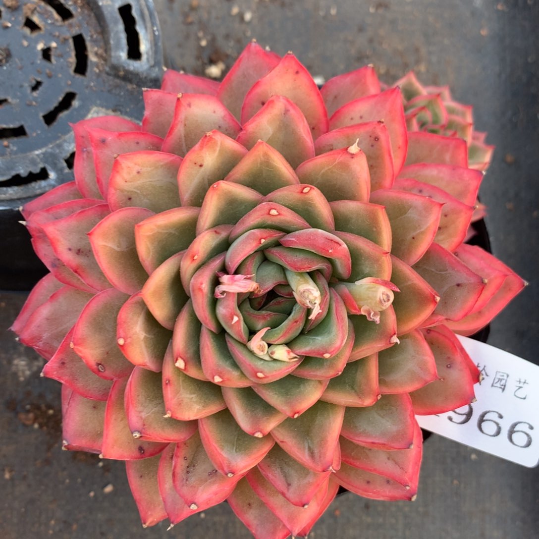 4966杂交精品基地11厘米