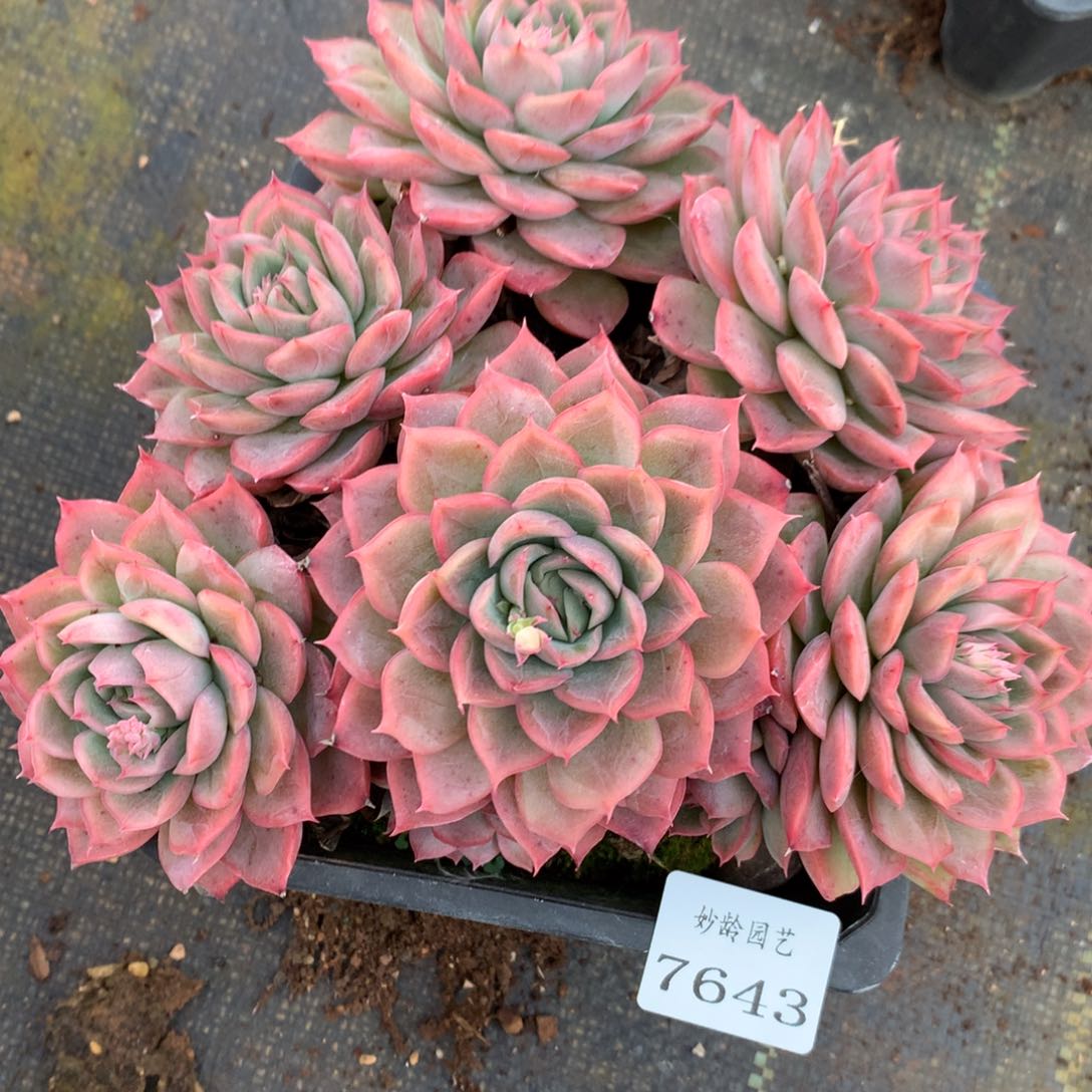 7643杂交多肉老桩