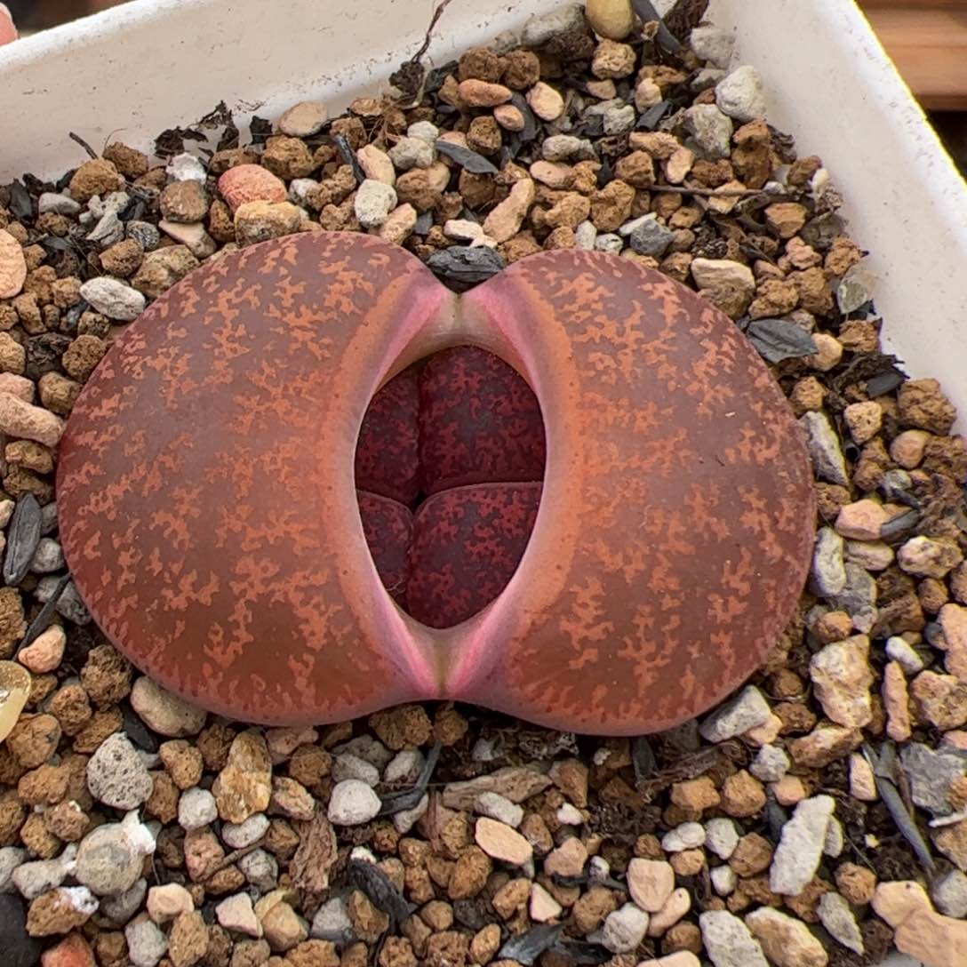 025号酒红紫薰 多肉植物