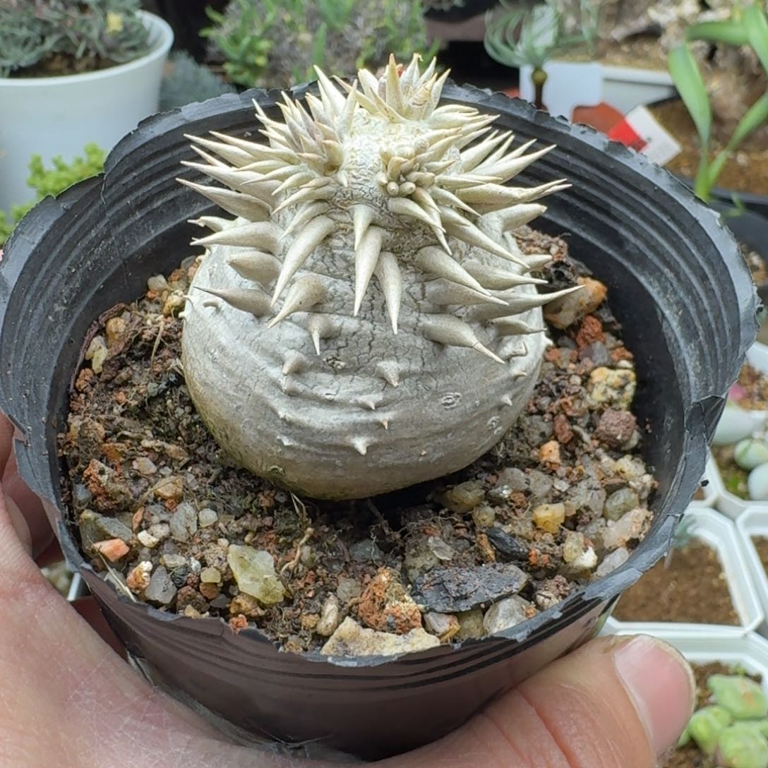 惠比大黑多肉。