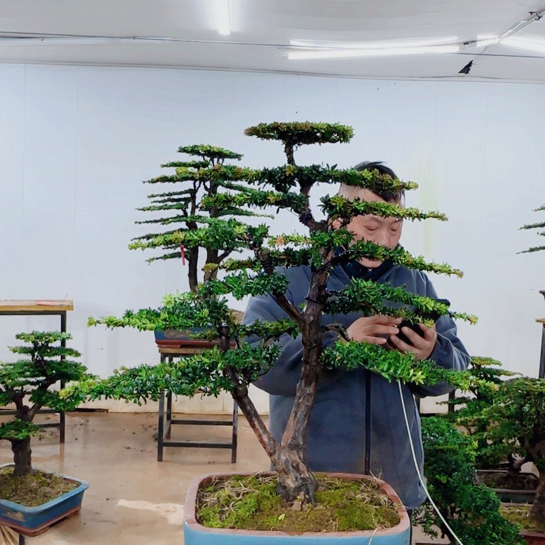 无花朵盆景园林……