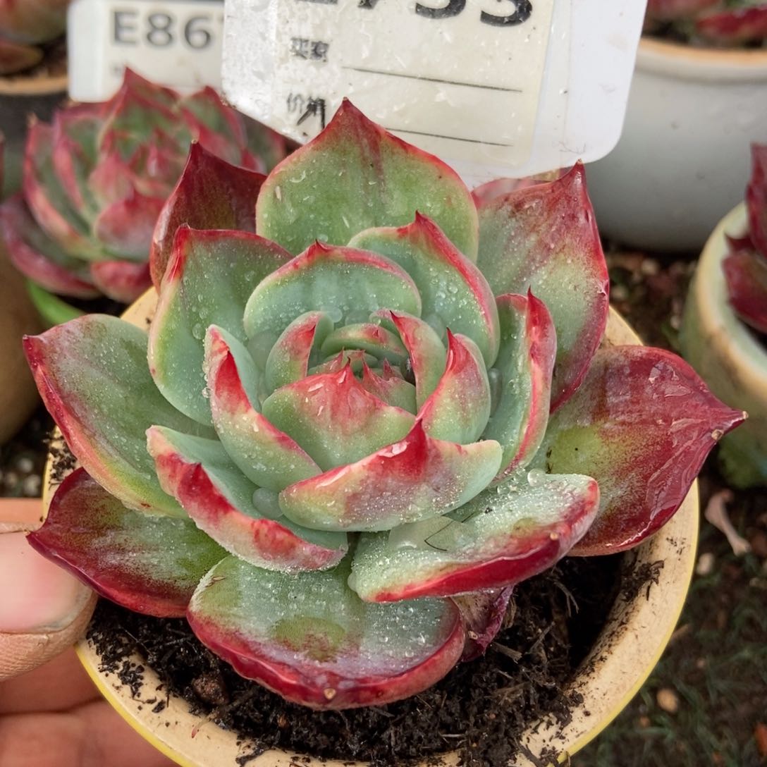 惊鸿一瞥733号楼