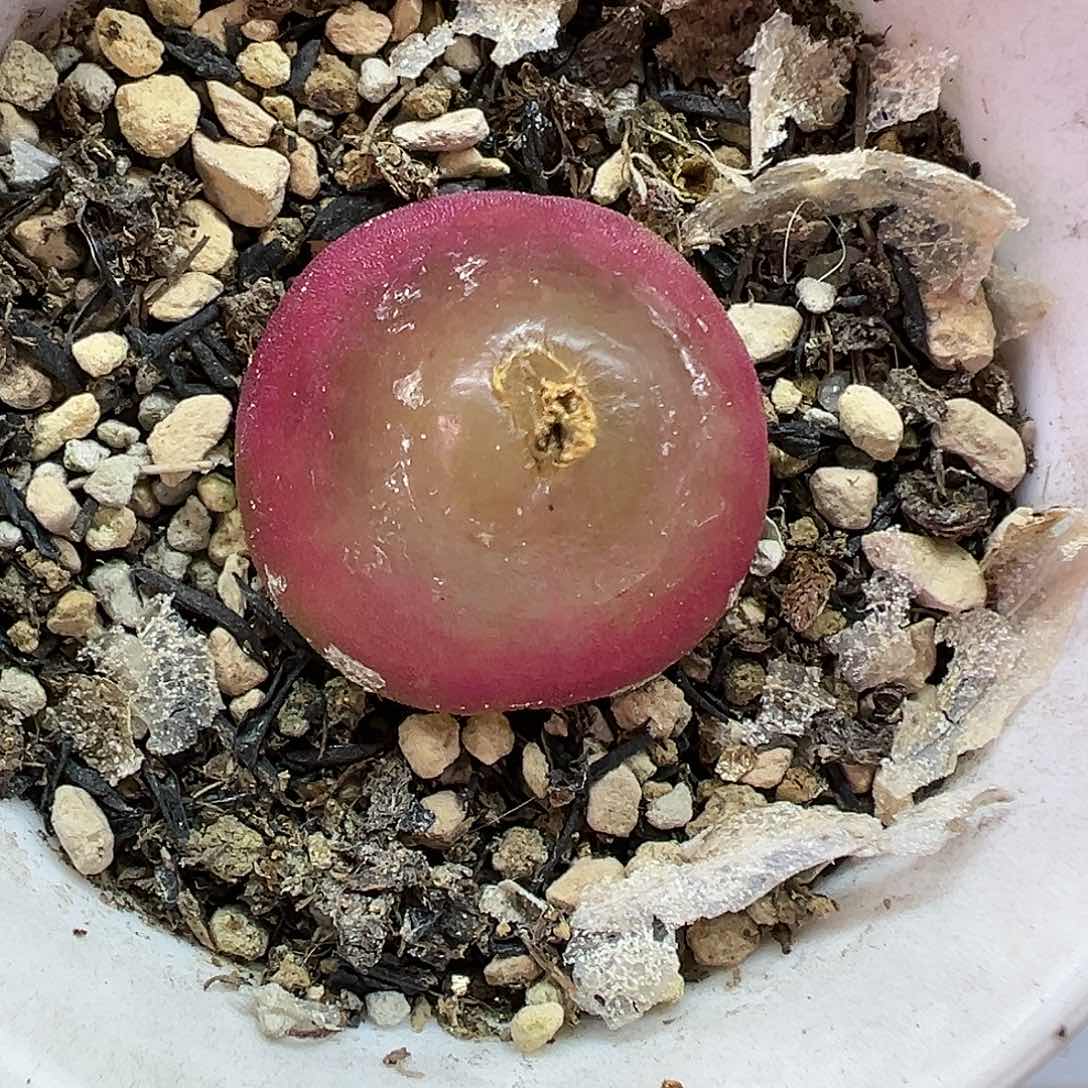 729灯泡带盆土发货