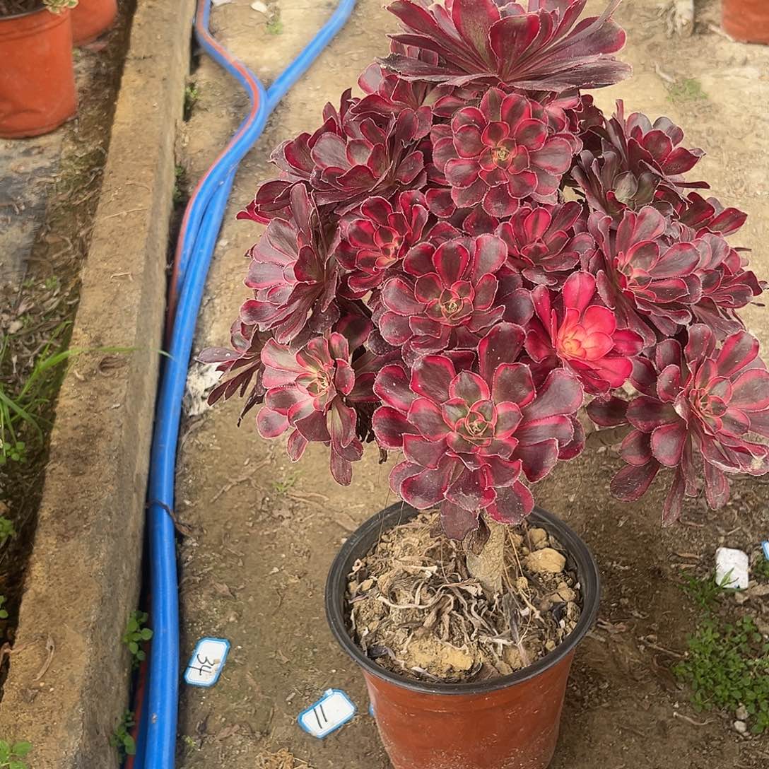 47香奈儿法师多肉植物