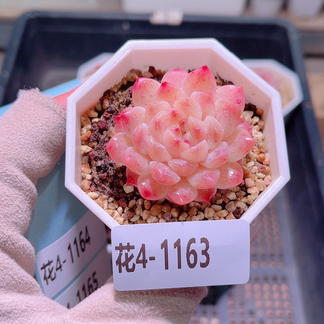 花利美4-1163秘境冰魄