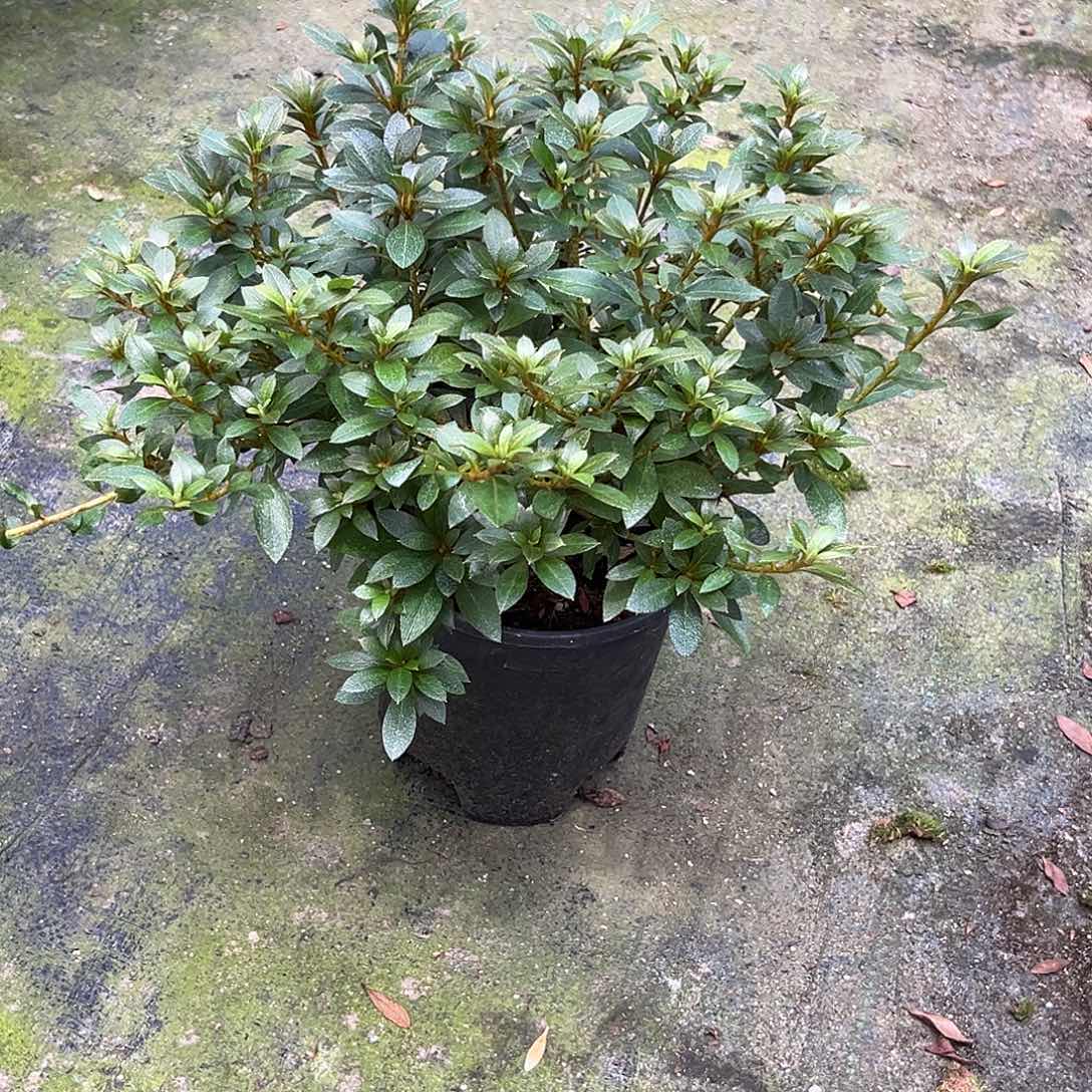 皋月杜鹃黑红之月
