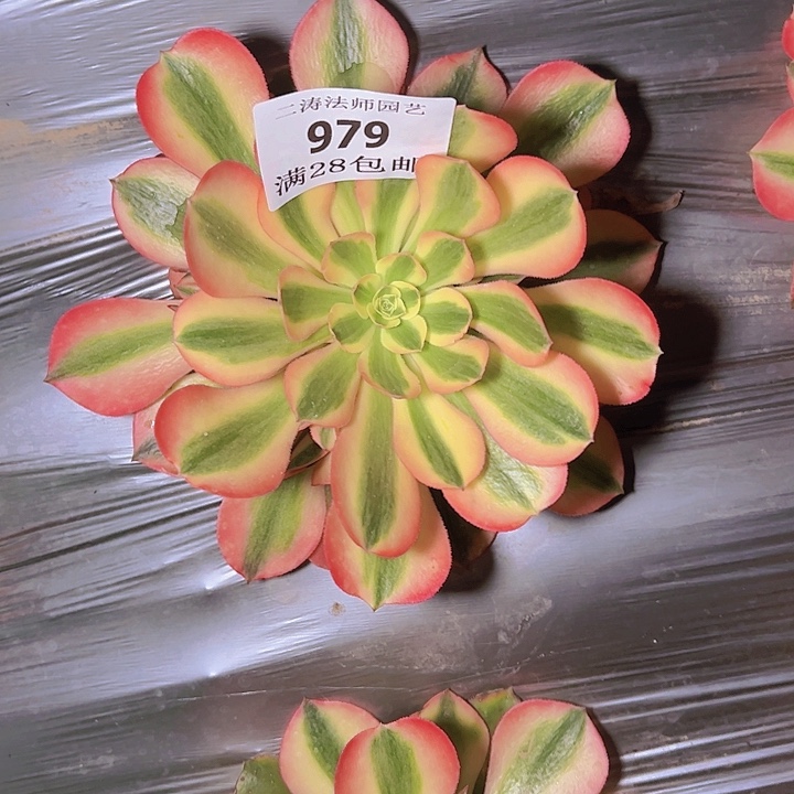 979香妃多肉植物