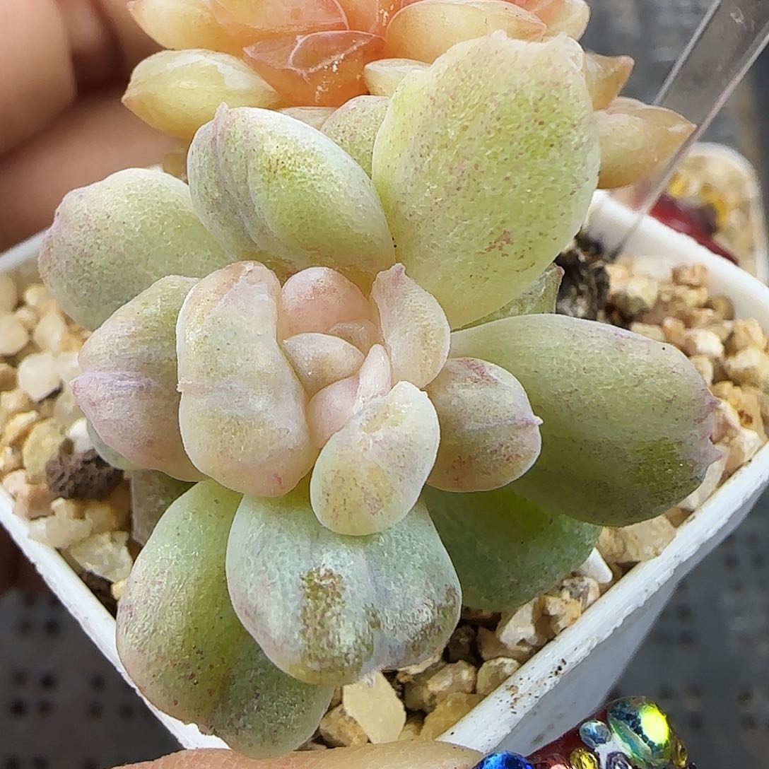 500号哈哈哈哈哈哈