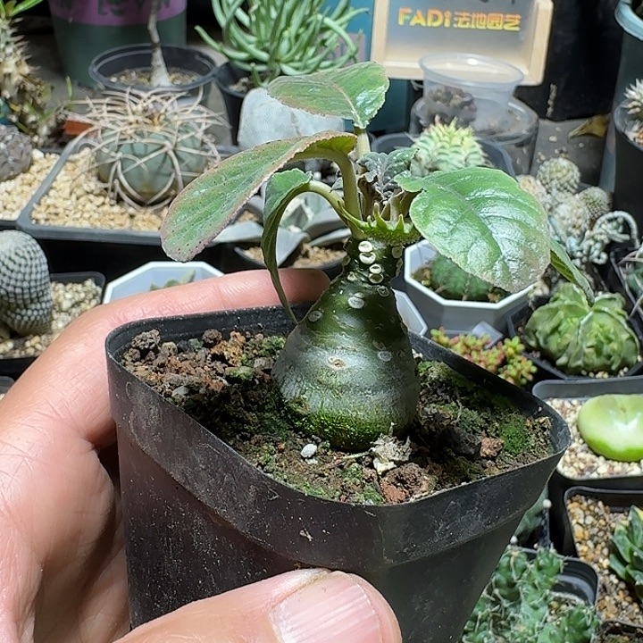 232绵叶琉桑带盆发货