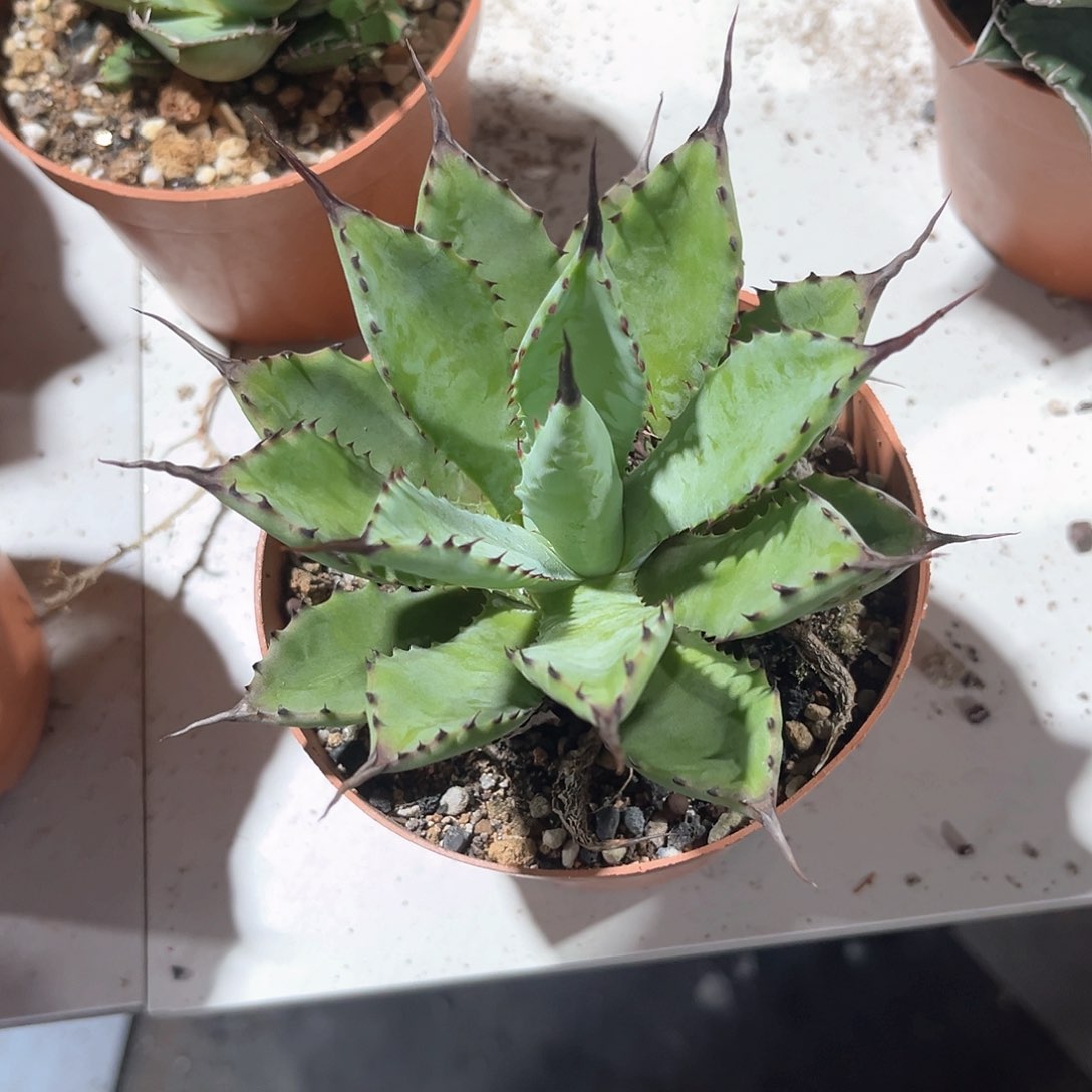 H****a曲刺八雷20米出出